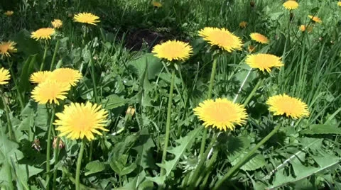 Dandelions in the park Stock Footage 24698117