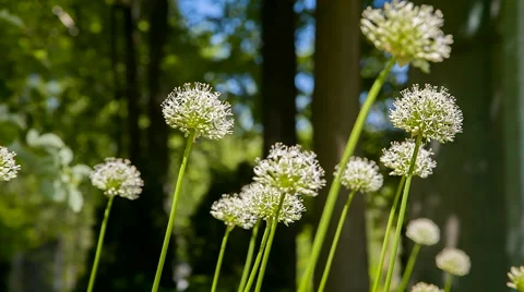 Dandelions at the park Stock Footage 44534947