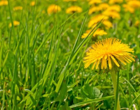Dandelions Stock Photos