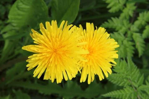 Dandelions Stockfoto's