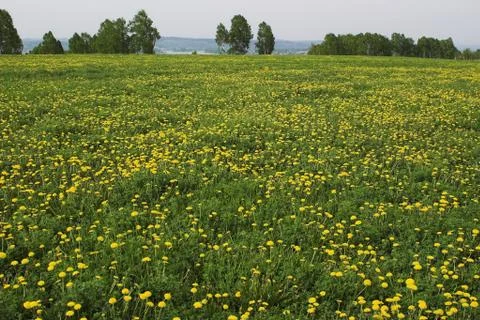 Dandelions Foto stock
