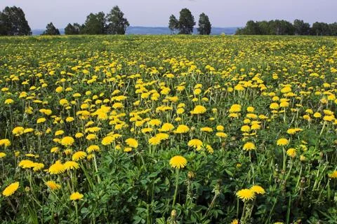 Dandelions 스톡 사진