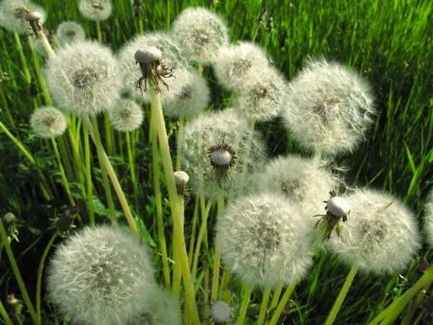 Dandelions Stock Photos