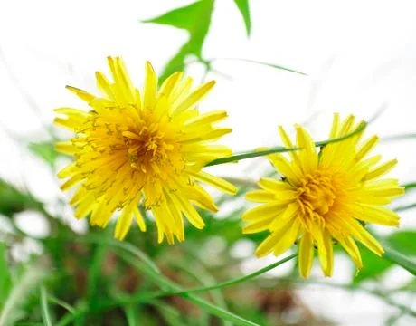 Dandelions Stock Photos