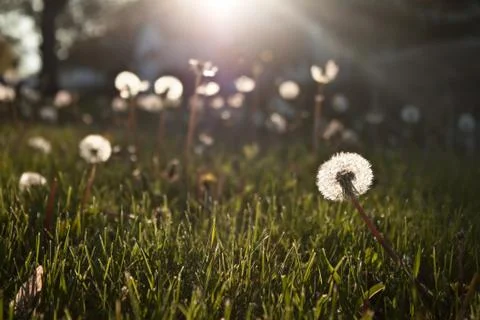 Dandelions Stock Photos