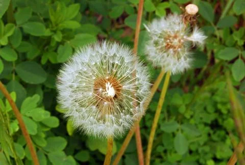 Dandelions Stock Photos