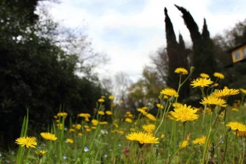 Dandelions Stock Photos