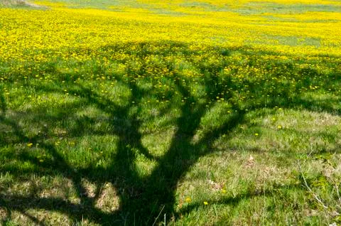Dandelions Stock Photos