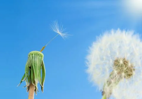 Dandelions Stock Photos