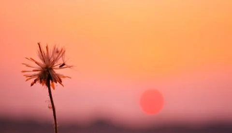 Dandelions Foto stock
