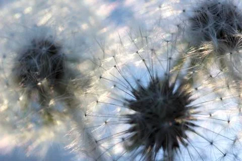 Dandelions 库存照片