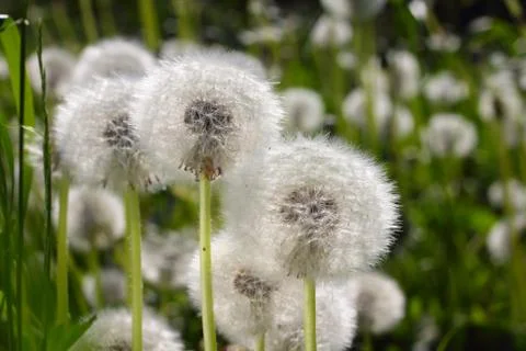 Dandelions Stock Photos