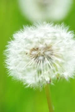 Dandelions Foto stock