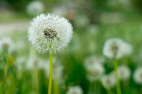 Dandelions Stock Photos