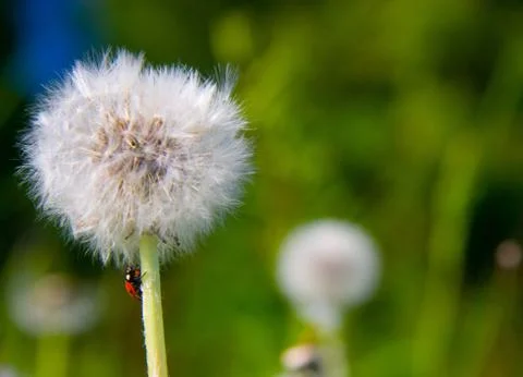 Dandelions Stock Photos