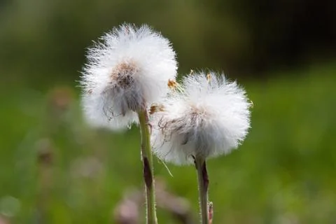 Dandelions Stock Photos