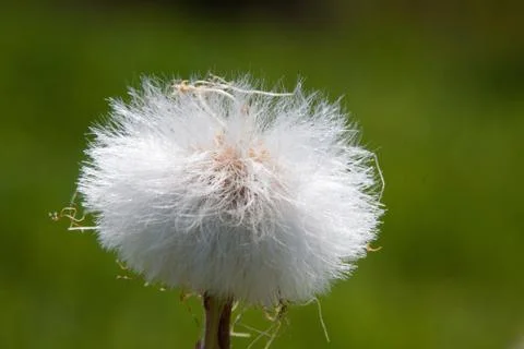 Dandelions Stock Photos