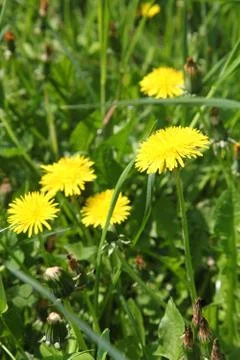 Dandelions Stock Photos