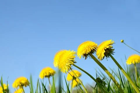 Dandelions Stock Photos