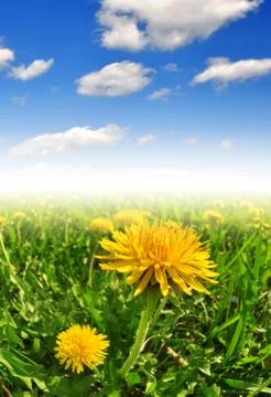 Dandelions  Stock Photos