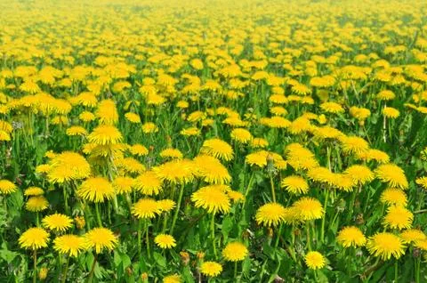 Dandelions Stock Photos