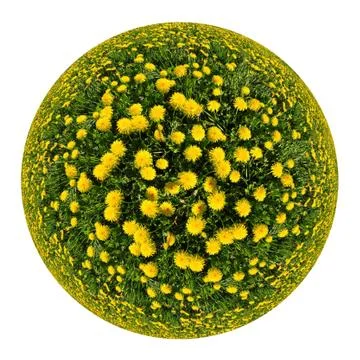  dandelions  Stock Photos