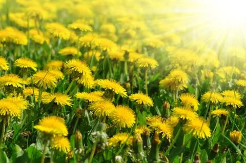Dandelions Stock Photos
