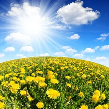 Dandelions Stock Photos