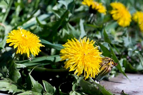 Dandelions Stock-Fotos