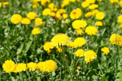 Dandelions Stock Photos