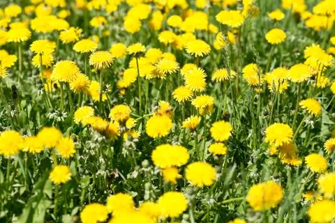 Dandelions Stock Photos