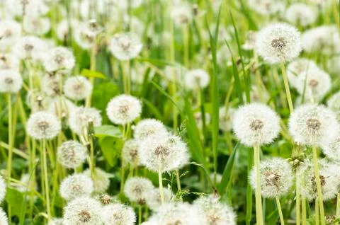 Dandelions Stock Photos