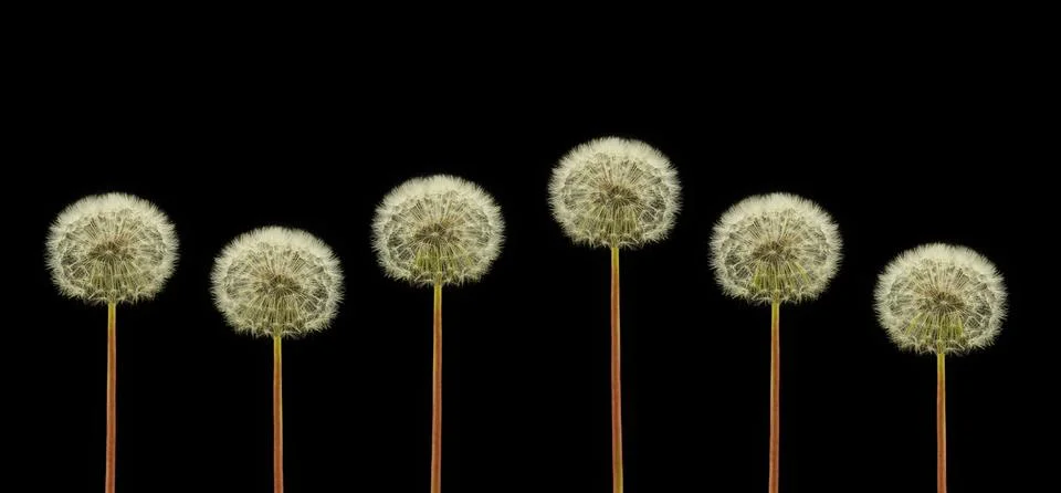 Dandelions Stock Photos