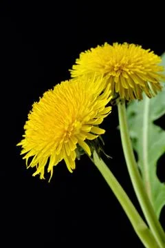 Dandelions Stock Photos