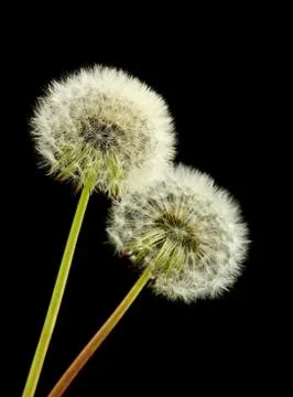 Dandelions Stock Photos