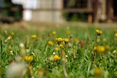 Dandelions Stock Photos