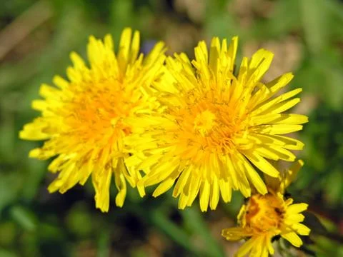 Dandelions Stock Photos