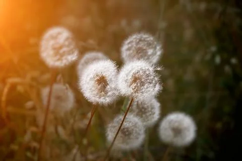 Dandelions Stock Photos