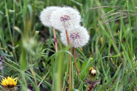 Dandelions Stock Photos