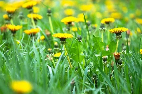 Dandelions Stock Photos