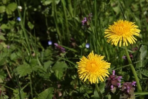 Dandelions Stock Photos
