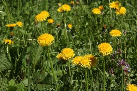 Dandelions Stock-Fotos