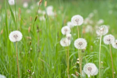 Dandelions Stock Photos