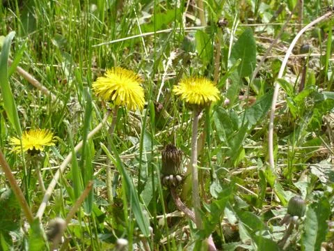 Dandelions Stock Photos