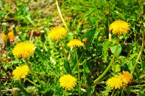Dandelions Stock Photos