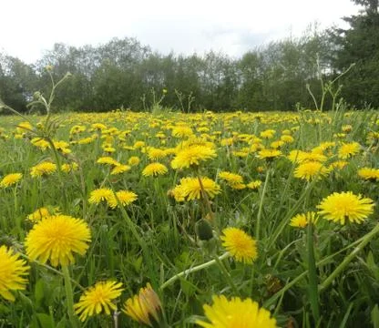 Dandelions Stock Photos