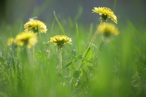 Dandelions Stock Photos