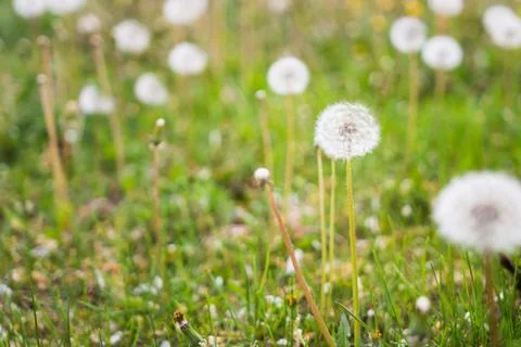 Dandelions 스톡 사진