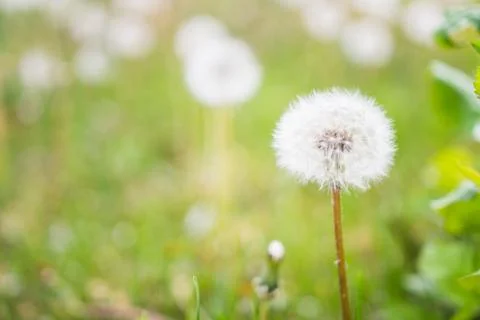 Dandelions Stock Photos