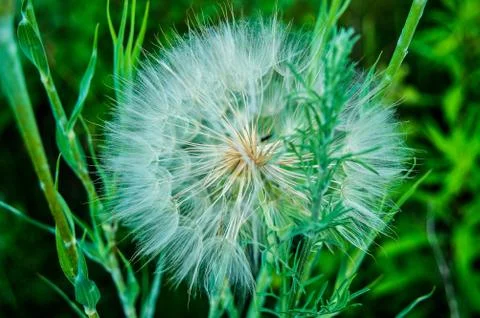 Dandelions Stock Photos